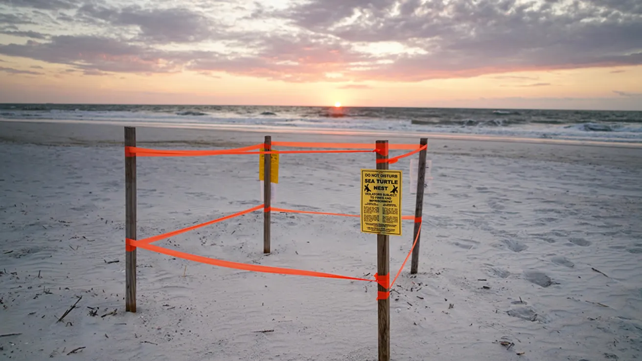 sea turtle protection ordinance