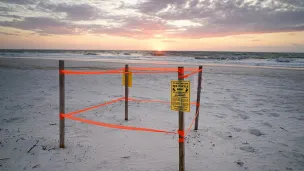 sea turtle protection ordinance